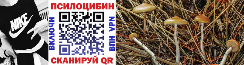 где найти наркотики  Яблоновский  Псилоцибиновые грибы Psilocybe 